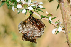 Polistes humilis humilis