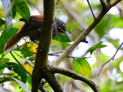 Pheugopedius mystacalis