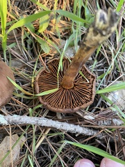 Cortinarius thiersii