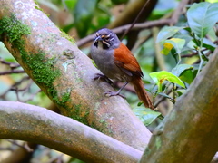 Pheugopedius mystacalis