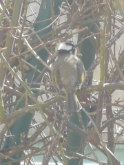 Pycnonotus sinensis sinensis