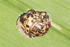 Hyalarcta