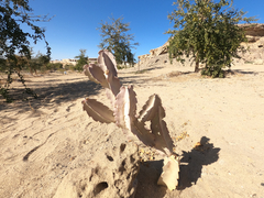 Caralluma