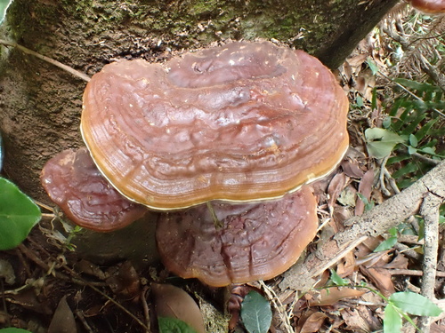 Ganoderma calidophilum
