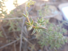 Crassula subaphylla