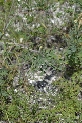 Astragalus albicaulis