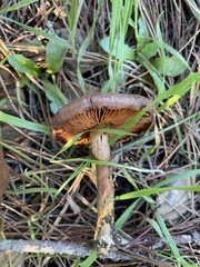 Cortinarius thiersii