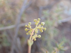 Crassula subaphylla