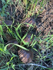 Cortinarius thiersii