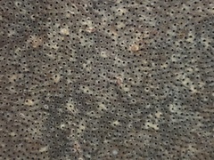 Ganoderma calidophilum