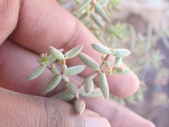 Crassula subaphylla