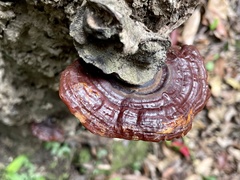Ganoderma calidophilum