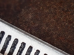 Ganoderma calidophilum