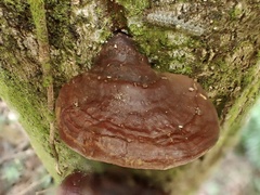 Ganoderma calidophilum
