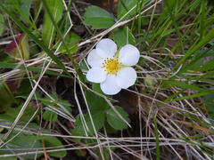 Fragaria chiloensis