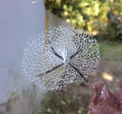 Argiope submaronica