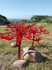 Brunsvigia orientalis