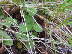 Fragaria chiloensis
