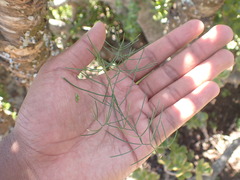 Asparagus divaricatus