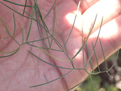 Asparagus divaricatus