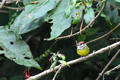 Poecilotriccus ruficeps
