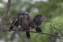 West Peruvian Dove photo 4