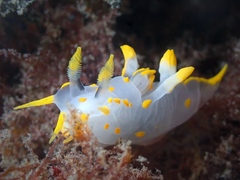 Polycera quadrilineata