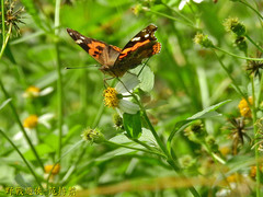 Vanessa indica indica