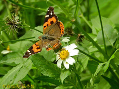Vanessa indica indica