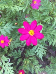 Cosmos caudatus