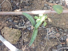 Sansevieria aethiopica