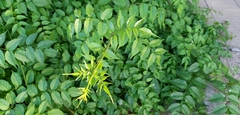 Podranea ricasoliana