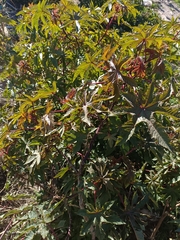 Ricinus communis