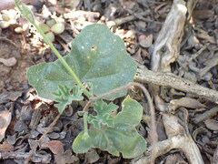 Kedrostis nana