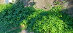 Podranea ricasoliana