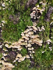Fungi