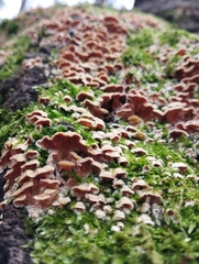 Fungi
