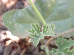 Kedrostis nana