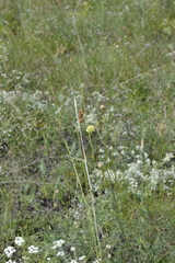 Cephalaria uralensis