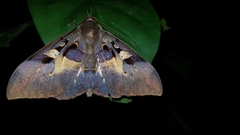 Ischyja