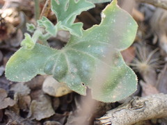 Kedrostis nana