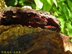 Opisthoplatia orientalis