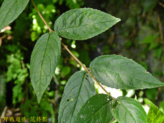 Deutzia cordatula