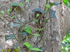 Diploderma polygonatum xanthostomum