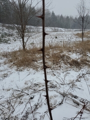 Gleditsia triacanthos
