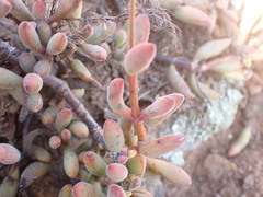 Crassula mollis