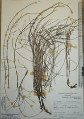 Equisetum × litorale