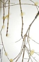 Equisetum × litorale