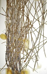 Equisetum × litorale
