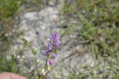 Polygala cretacea